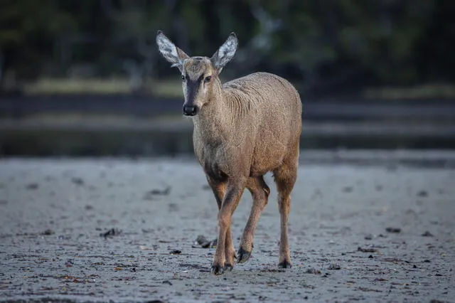  La&nbsp;imagen de este ciervo aparece en el escudo de armas del país desde 1834. Foto: Diego Nahuel/Rewilding Chile.   