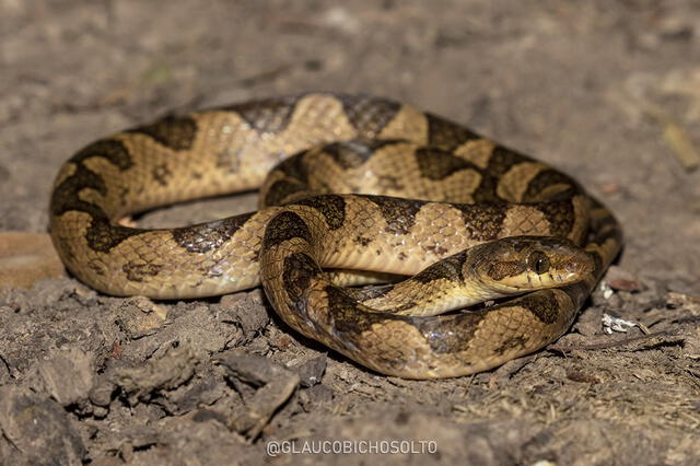 La serpiente conocida como "ojo de gato bandada" no suele atacar a los humanos. Foto: difusión La serpiente conocida como "ojo de gato bandada" no suele atacar a los humanos. Foto: difusión