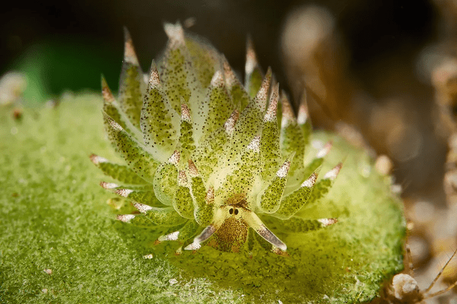 Esta especie se encuentra en Filipinas e Indonesia. Foto: IStock Esta especie se encuentra en Filipinas e Indonesia. Foto: IStock