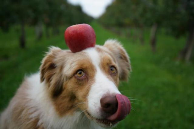 La doctora Vanessa Angulo recomienda manzanas para ayudar a combatir las afecciones de nuestras mascotas. Foto: Mundo deportivo La doctora Vanessa Angulo recomienda manzanas para ayudar a combatir las afecciones de nuestras mascotas. Foto: Mundo deportivo