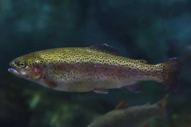  La trucha arcoíris es un pez popular tanto para consumo como para pesca deportiva. Foto: Fishipedia   