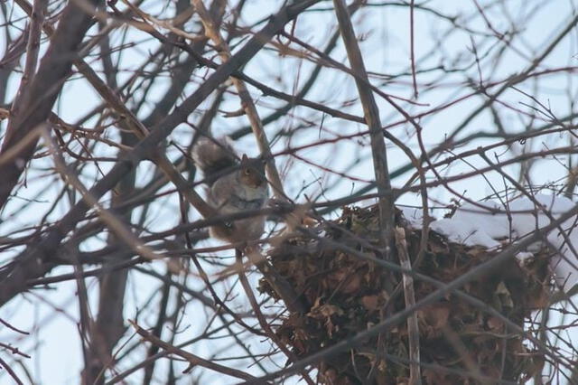  Las ardillas también construyen nidos para protegerse del frío. Foto: IStock   