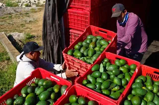 Este país latinoamericano concentra más del 60 % de la producción global de aguacate. Foto: EFE.   