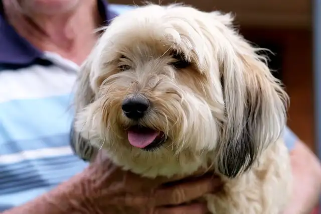 Mindy, una perra rescatada, es una de las cuatro mascotas de Selwyn “Nuts” Nutley. Foto: ABC News/Jasmine Hines