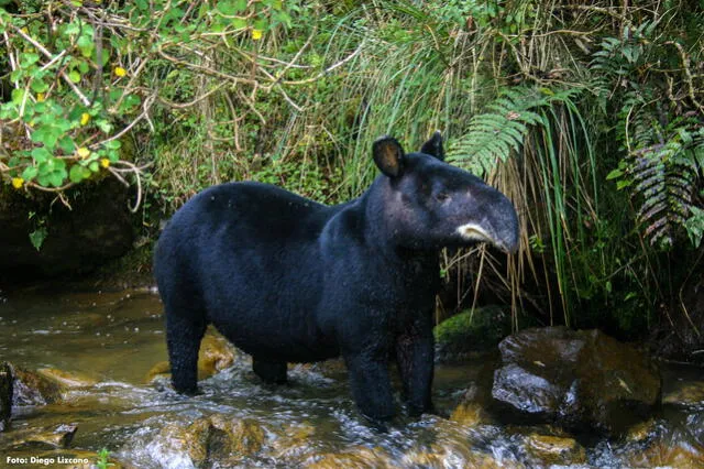 Tapir de montaña: Foto: WCS Colombia