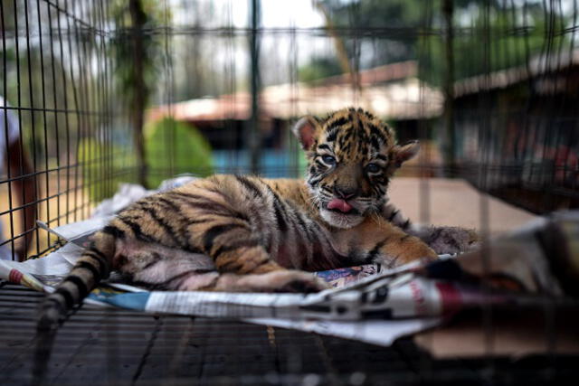 Dueños del zoológico resaltaron que la llegada de Covid "fue un hermoso regalo para su familia". Foto: AFP