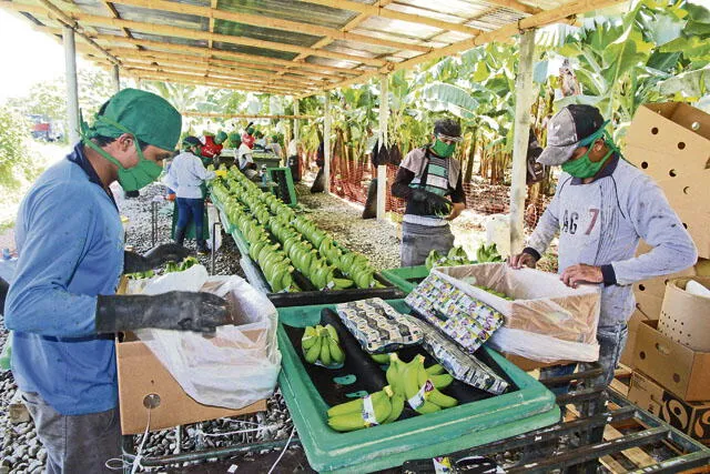 Piura: Bananeros duplicarán producción tras apostar por nueva variedad