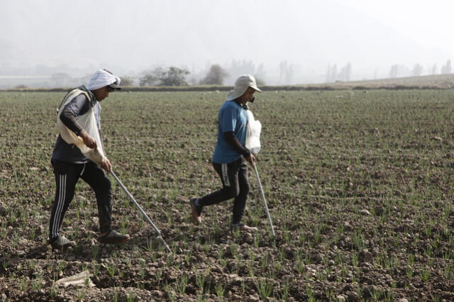 Trabajadores echando urea en un cultivo de cebollas chinas en el valle del Chillón. Foto: Marco Cotrina/LR.