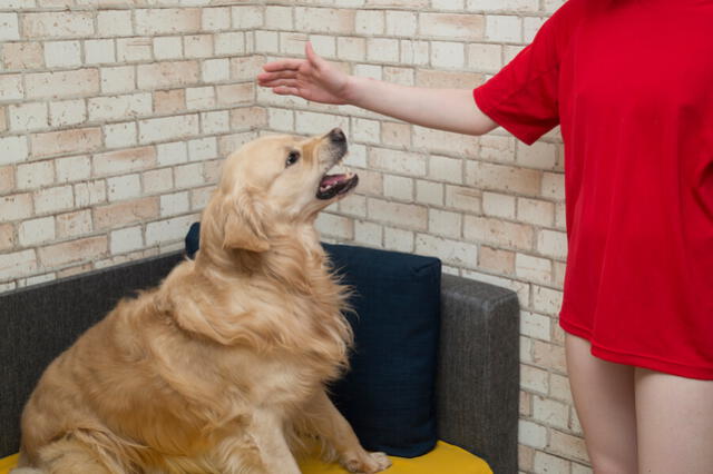 El veterinario experto explica que los perros responden a patrones para ladrar o no a una persona.