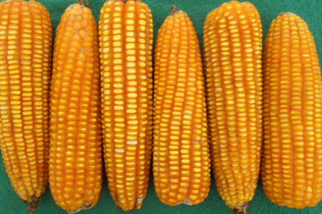 KILLU SUK, nueva variedad de maíz amarillo duro