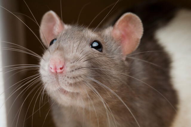 ¿Qué significa soñar con ratas que te muerden?