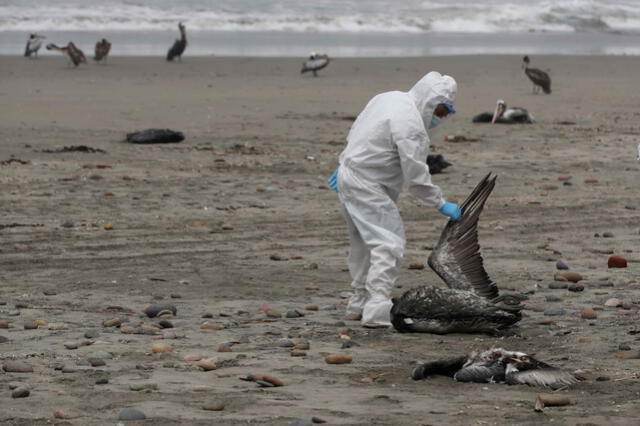 brigadas. Personal de Senasa recorre las playas para retirar llos cuerpos de las aves fallecidas y así evitar la propagación del virus.