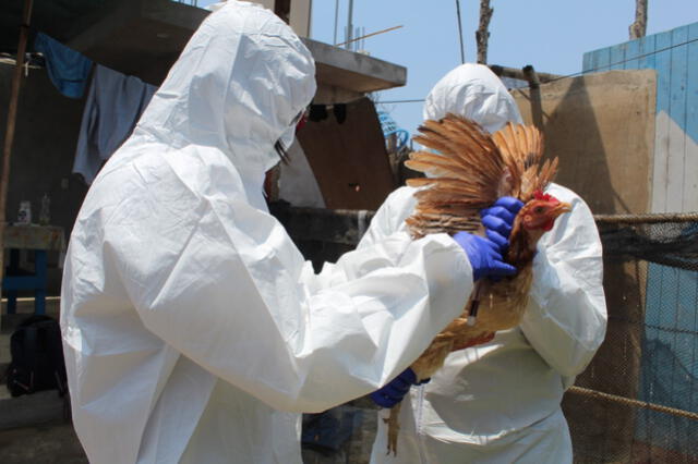 Alerta sanitaria por gripe aviar: estado de emergencia sanitaria permitirá tomar acciones de evaluación y control