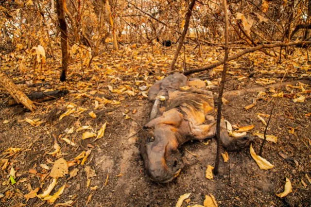Un carpincho, roedor de gran tamaño que abunda en los pastizales de Corrientes, muerto quemado durante los incendios de la provincia argentina. Foto: Mongabay
