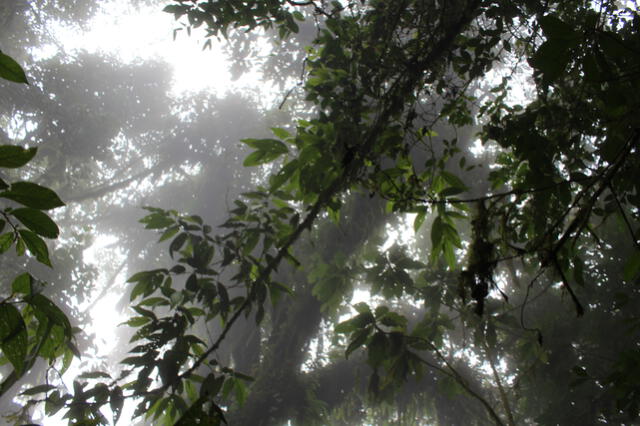 El objetivo de esta área es conservar los bosques de neblina de la comunidad campesina Cuyas Cuchayo. Foto: oficina de Turismo de la municipalidad de Ayabaca