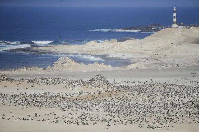 Recurso. Punta Coles también es una reserva de guano. Foto: Rodrigo Talavera/ La República