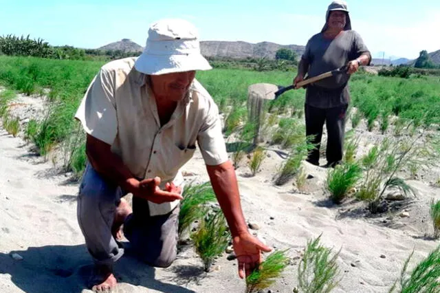 Trabajadores de agroexportación