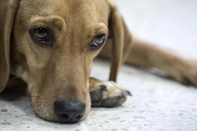 La exdueña de "Campeón", un tierno perro que fue maltratado cuando tenía tan solo seis meses, fue absuelta este viernes. Foto: