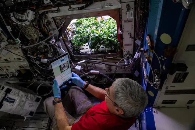 Mark Vande Hei, ingeniero de vuelo de la Expedición 65 de la EEI, se prepara para el procedimiento de eliminación de escombros de rutina para los chiles. Foto: NASA