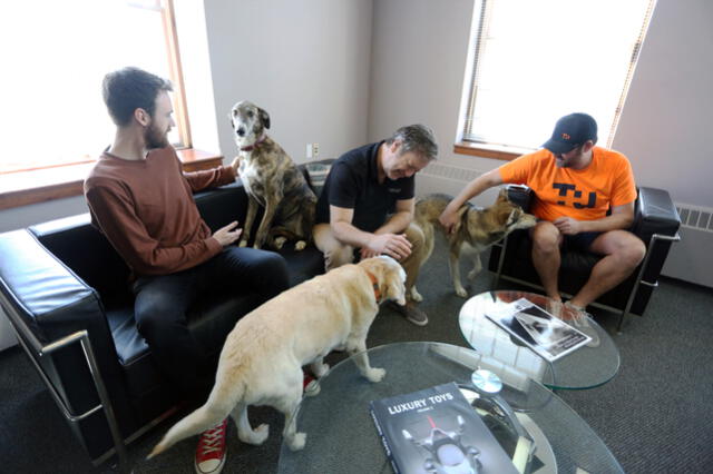 Algunas empresas canadienses permiten que sus empleados lleven a sus perros a las oficinas. Foto: AFP.