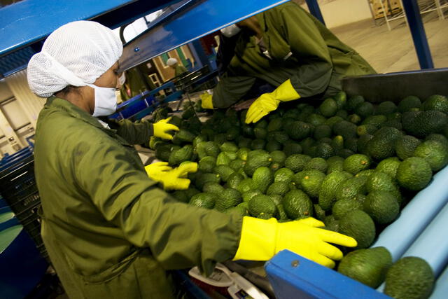 AGAP: Exportación de palta cayó en US$ 100 millones en el primer semestre del 2022