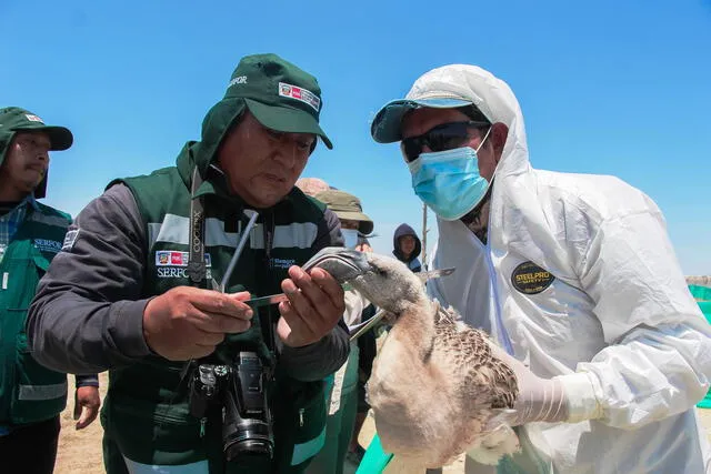 Flamencos en el Estuario de Virrilá en la región Piura. Foto: Serfor