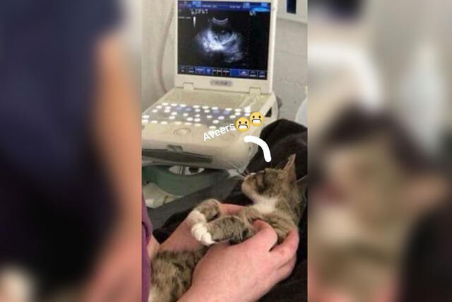 Facebook: gata se entera que está embarazada y su reacción hace reír a todos