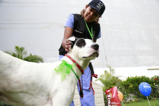 San Isidro: perrito que cayó de taxi en la Vía Expresa ya tiene nuevo hogar [FOTOS]
