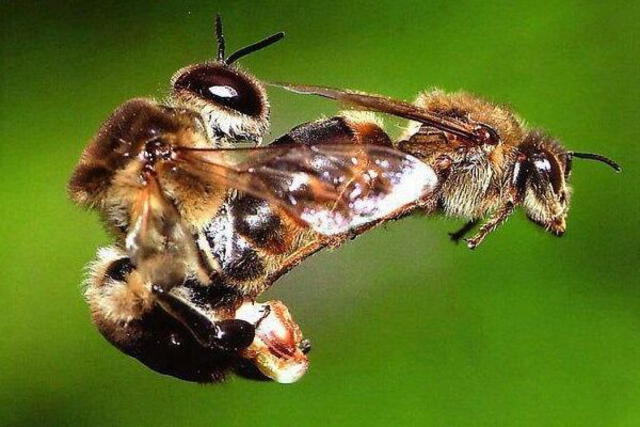 Las abejas macho mueren después de tener sexo. Foto: difusión