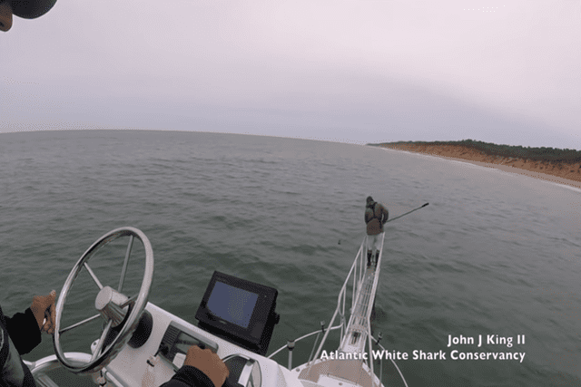 YouTube viral: pescaba tranquilamente y tiburón blanco casi se lo come [VIDEO]