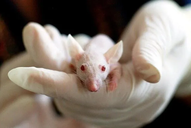 Este resultado en ratones puede ser el puntapié inicial para dar con la vacuna del coronavirus, que se prevé esté lista para 2021. Foto: Pixabay