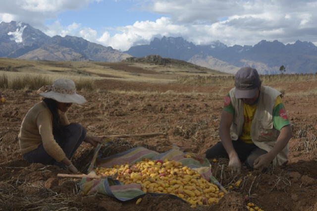 Olluquito con charqui: ¿cuál es su origen y por qué es uno de los platos más antiguos de América?