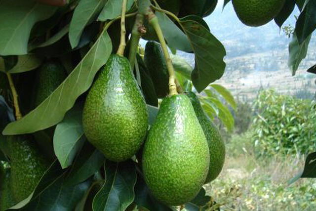 La palta fuerte fue el producto que menos incidencia tuvo en la inflación del mes de febrero.