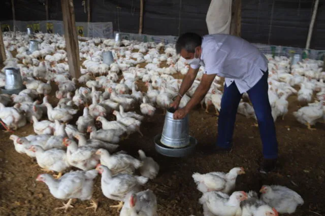 Gripe aviar en Chiclayo