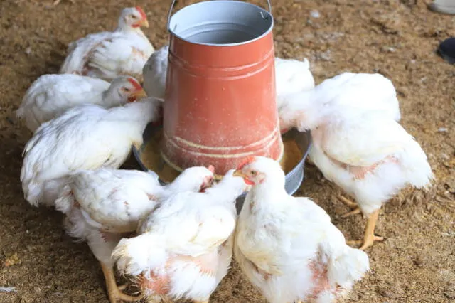 Casos de gripe aviar en Chiclayo