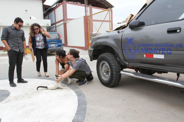 Lambayeque: Fiscalía interviene tras denuncia de presunto maltrato animal en sede del gobierno regional