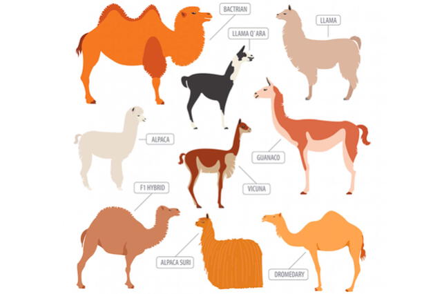Diferencias entre la llama, alpaca, vicuña y guanaco