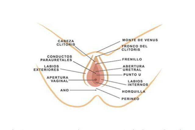 Anatomía de a vulva. Foto: diversual