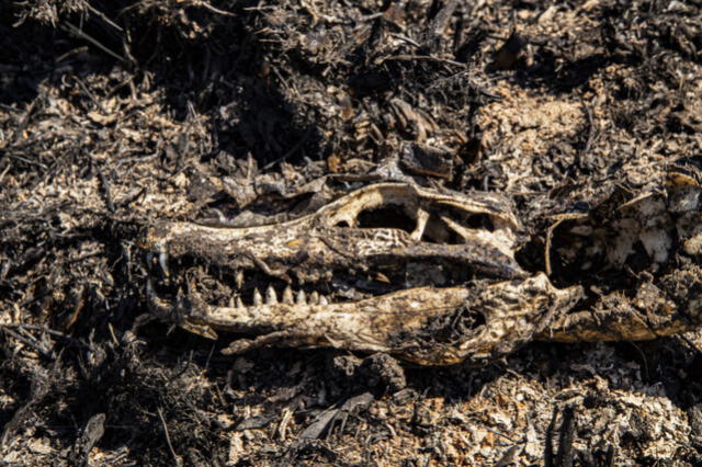 Los restos de un yacaré muerto carbonizado en Corrientes. Foto: Emilio White.