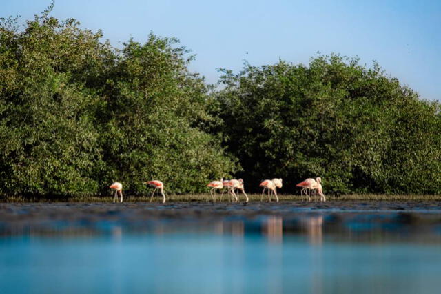 Piura manglares vice sechura