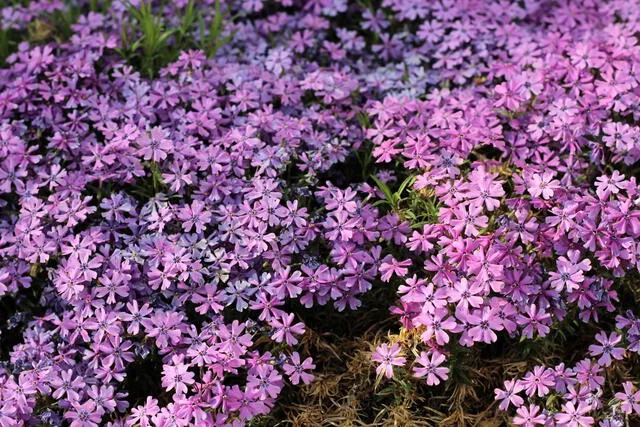 Wild Ground Phlox es una de las flores silvestres que anuncian la llegada de la primavera en el hemisferio norte. Foto: Pxhere