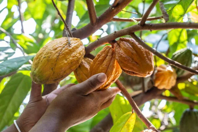 Cacao de calidad internacional se cultiva en Piura