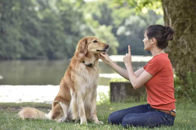 Los perros pueden ser educados de distintas maneras.