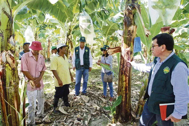 Piura: Bananeros duplicarán producción tras apostar por nueva variedad