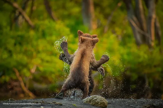 Dos cachorros de oso bailando. Foto: Andy Parkinson / Comedy Wildlife Photography Awards