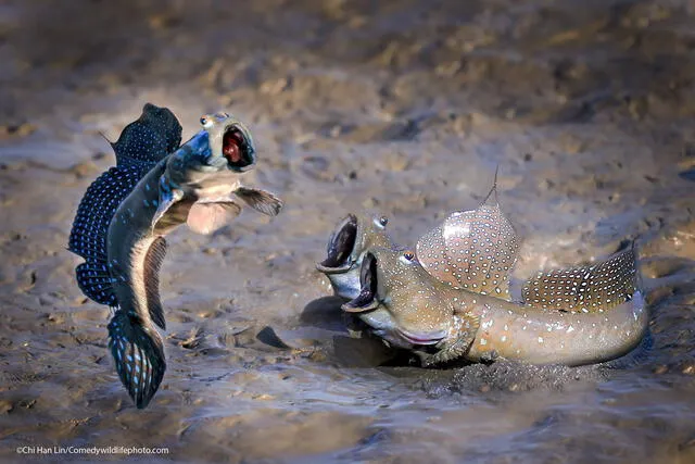 Tres peces con el hocico abierto. Foto: Chu han lin / Comedy Wildlife Photography Awards