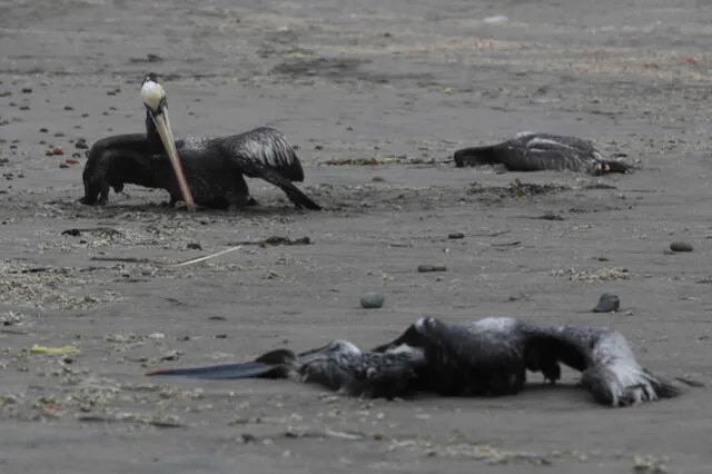 llegó la gripe aviar a arequipa. Los pelicanos muertos en el litoral de Arequipa estaban contagiados con la H5N1. La enfermedad se propaga.