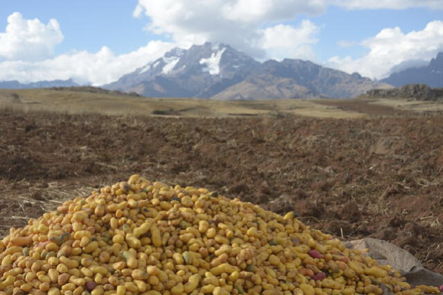 Olluquito con charqui: ¿cuál es su origen y por qué es uno de los platos más antiguos de América?