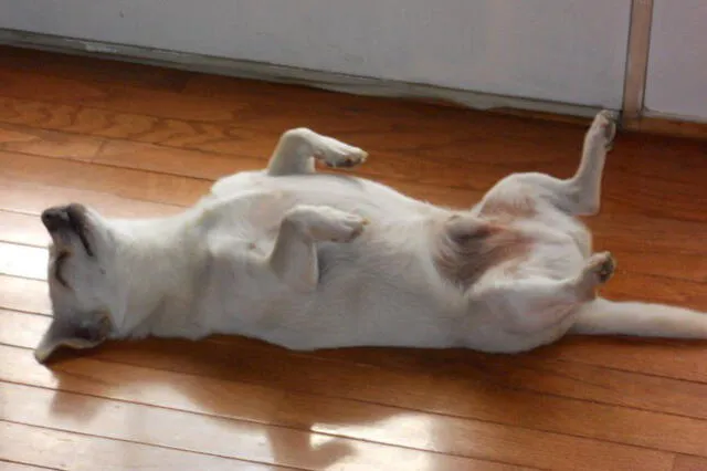 Spike, el perro vivo más viejo del mundo, disfruta de buenas siestas, lo cual lo mantienen sano. Foto: Guinness World Records