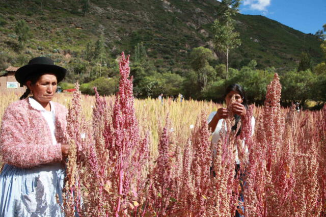 La quinua puede ser cultivada en cualquier condición geográfica